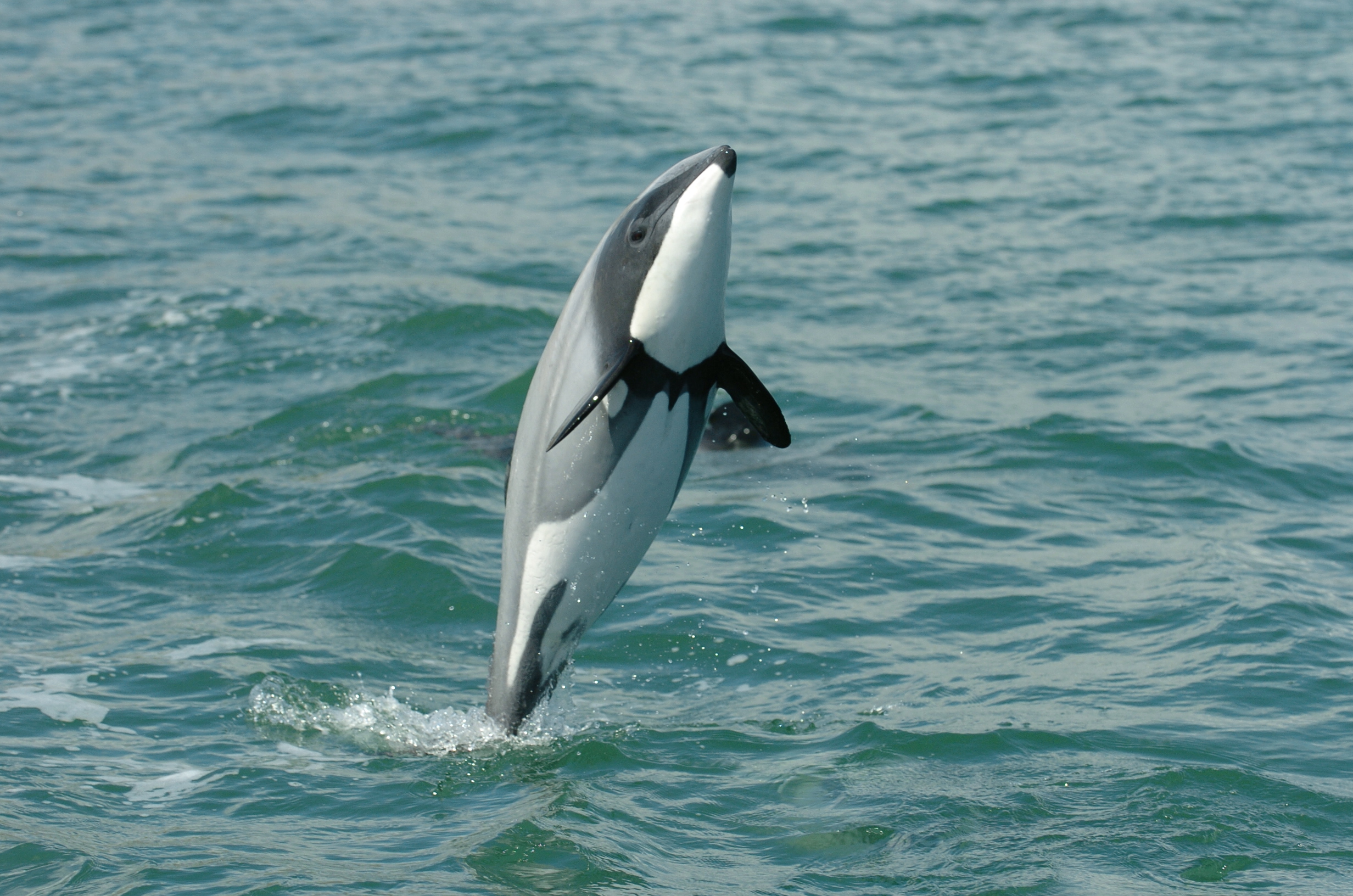 maui dolphin