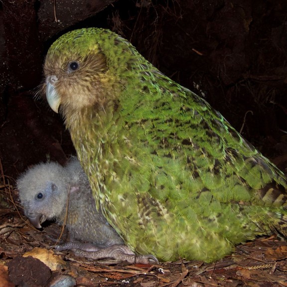'kakapo (strigops habroptilus) in Lowland forests, coastal regions, and scrublands of New Zealand´s islands