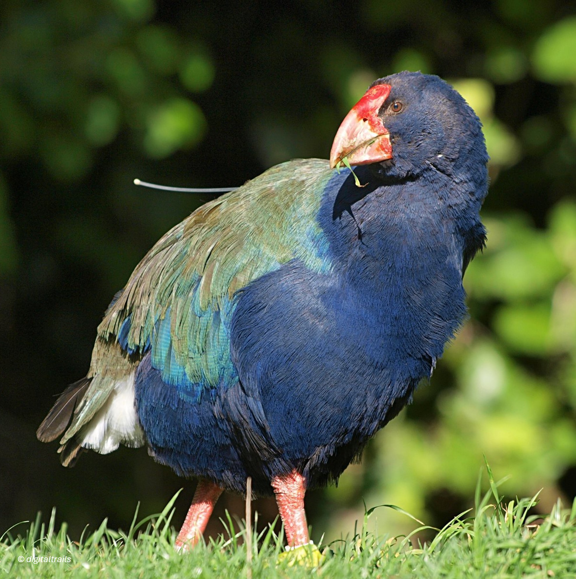 south island takahe
