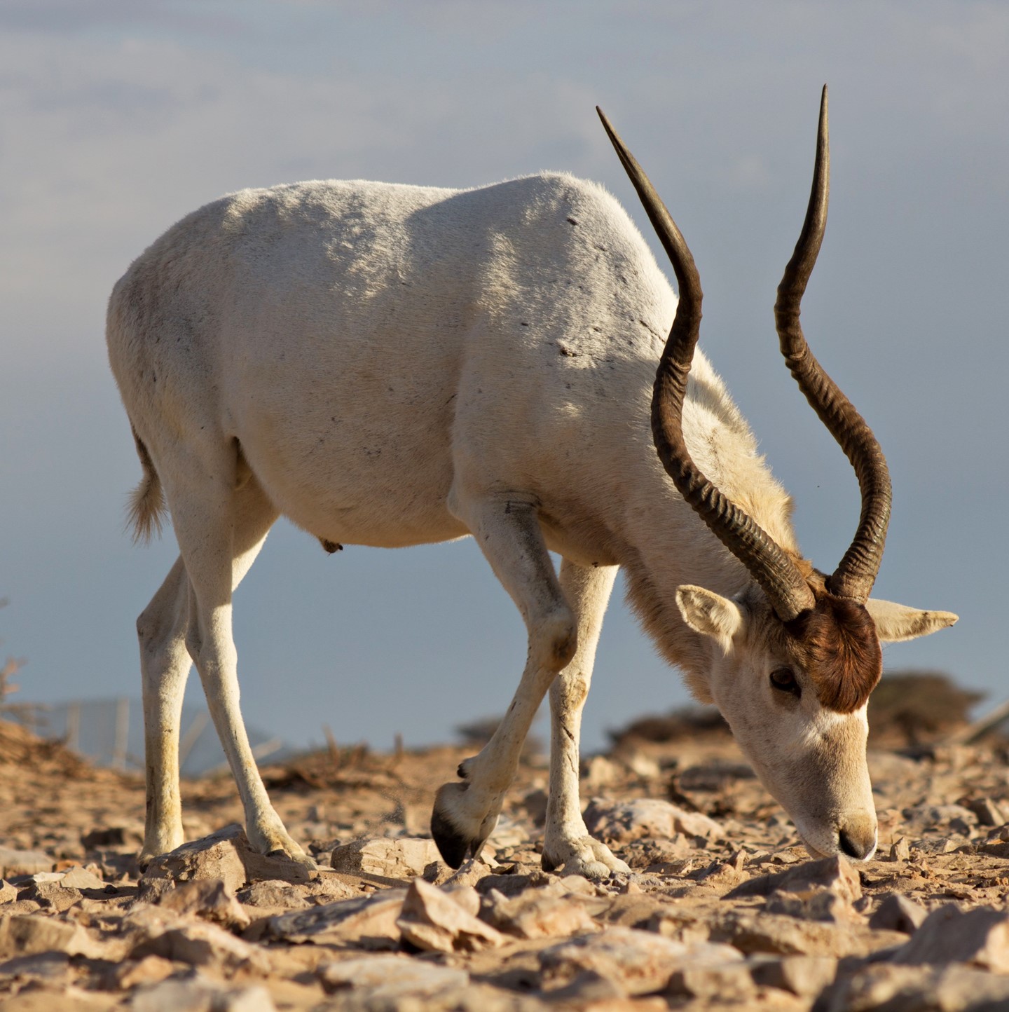 addax (addax nasomaculatus) in Desert and semi-desert regions in the Sahara