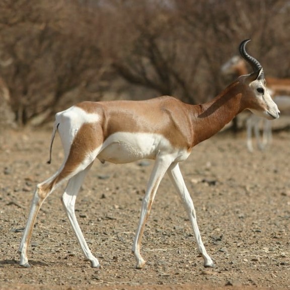 dama gazelle (nanger dama) in Arid and semi-arid regions characterized by sparse vegetation, sandy soils, and scattered shrubs