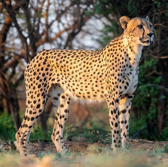 'cheetah (acinonyx jubatus) in Savannas, grasslands, and arid regions
