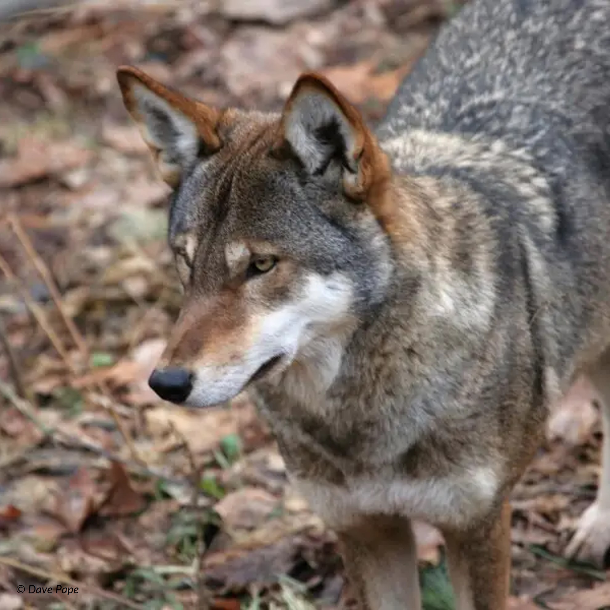 'red wolf (canis rufus) in Forests, swamps, and coastal marshes in the southeastern United States