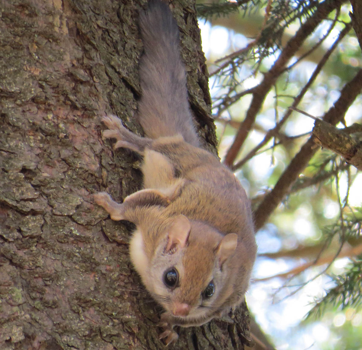 carolina northern flying squirrel (glaucomys sabrinus coloratus) in high-elevation coniferous and mixed forests within the Appalachian Mountains, particularly in areas with abundant spruce and fir trees