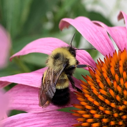 rusty patched bumble bee (bombus affinis) in Inhabit a variety of habitats, including grasslands, prairies, meadows, and urban areas, where they rely on flowering plants for nectar and pollen