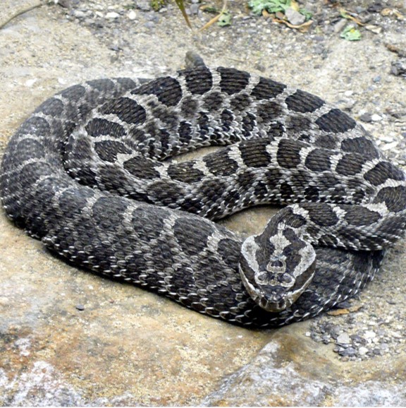 eastern massasauga rattlesnake (sistrurus catenatus) in wetland areas, such as marshes, swamps, and floodplains, as well as upland grasslands and prairies