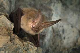 ozark big-eared bat
