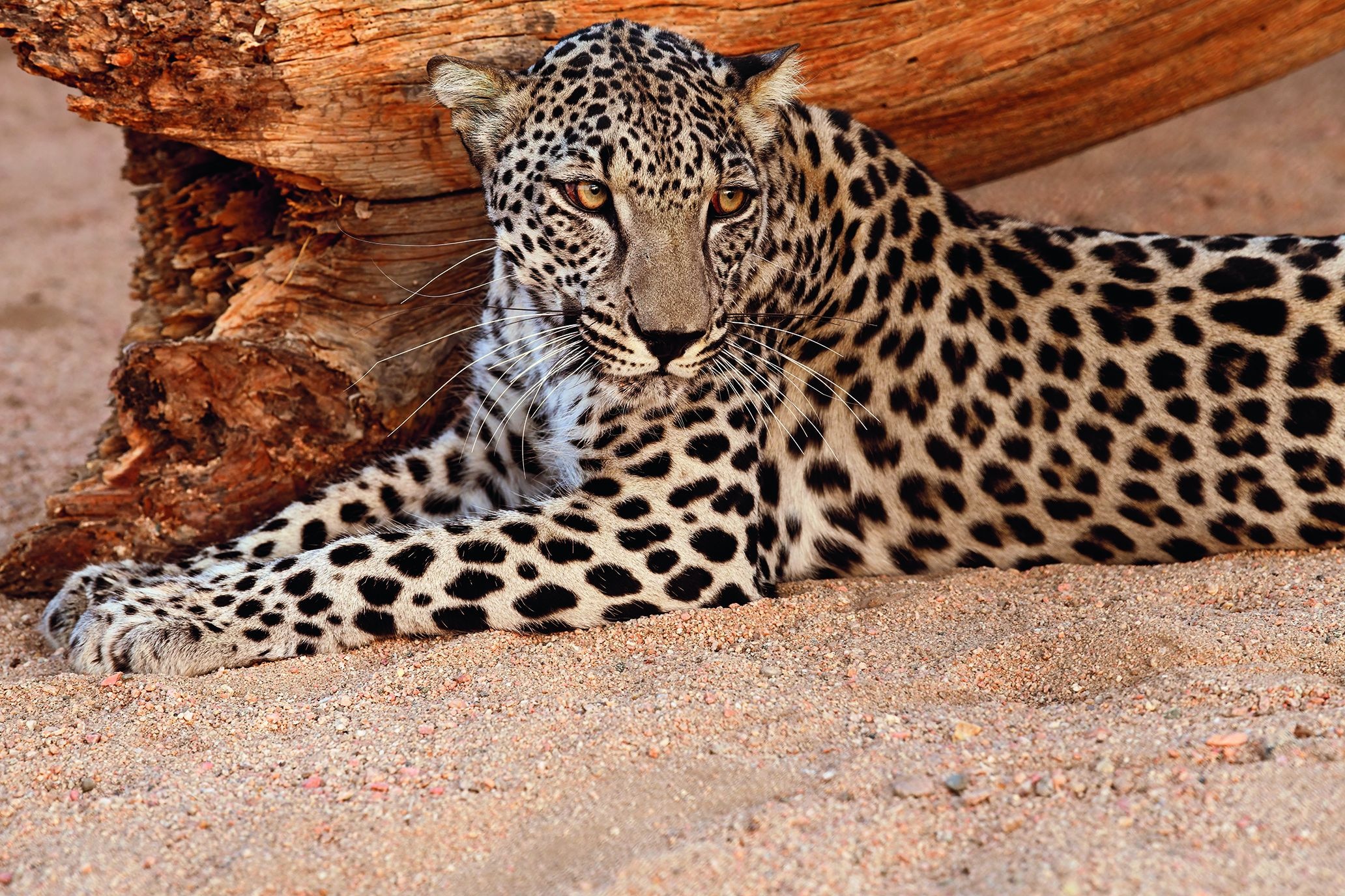 Species Image