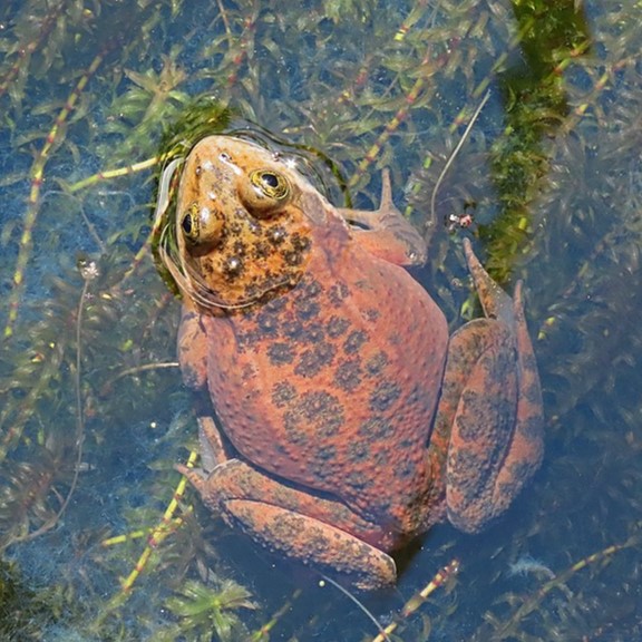 oregon spotted frog (rana pretiosa) in Wetland areas characterized by shallow water, emergent vegetation, and suitable breeding sites