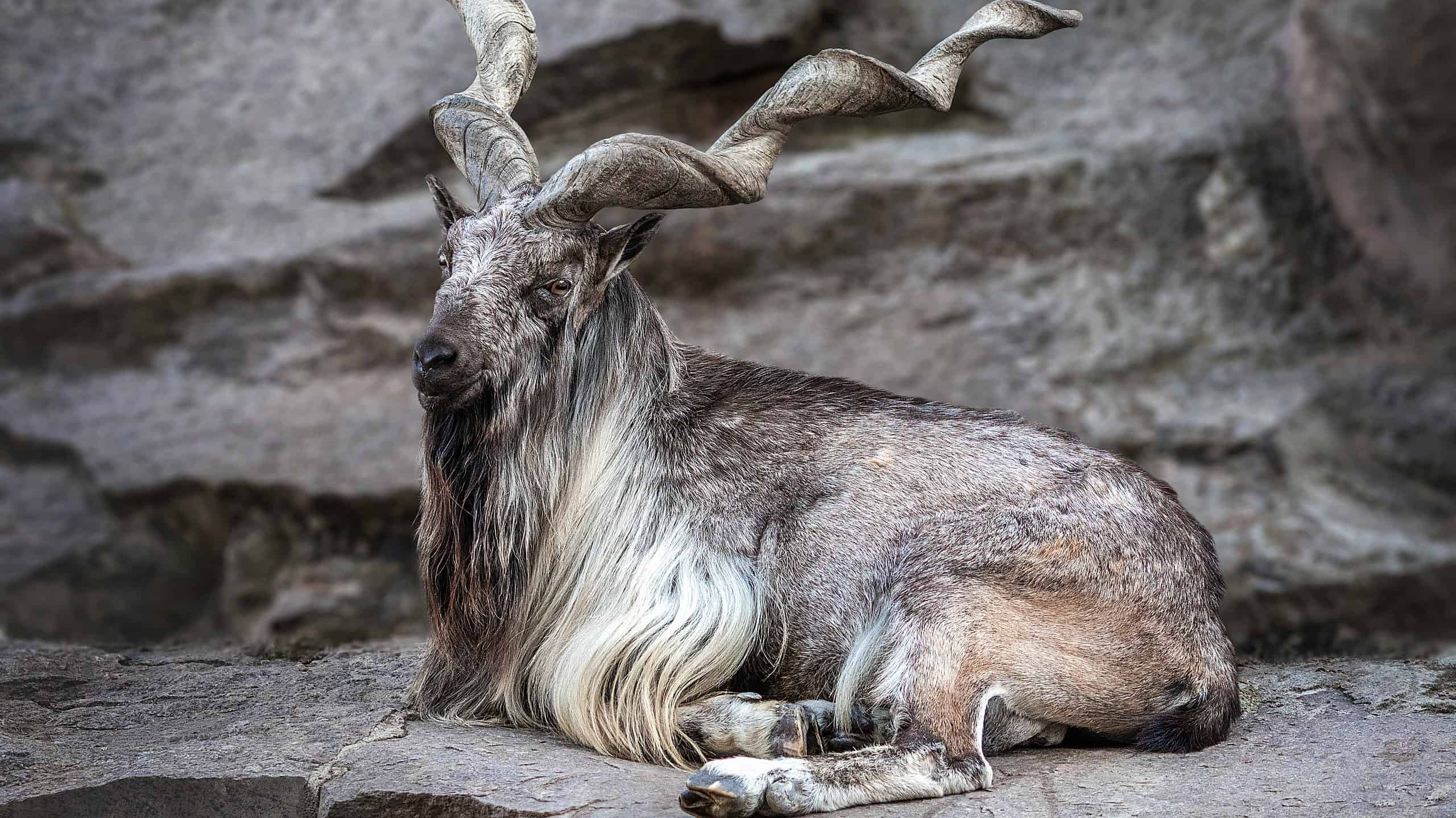 Species Image