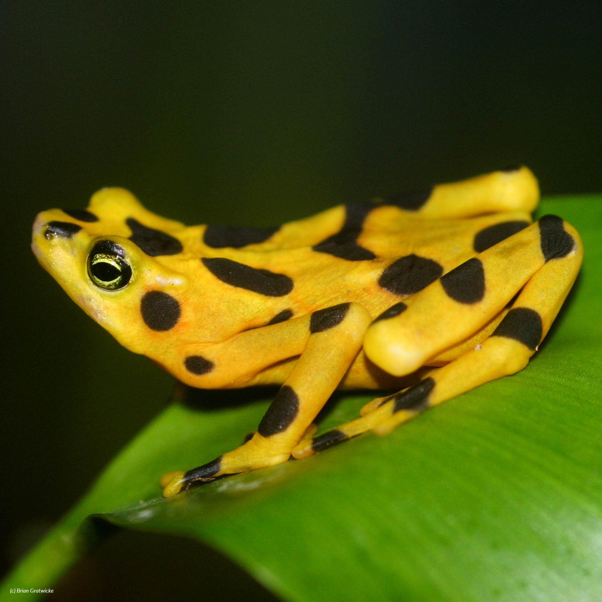 cerro campana stubfoot toad (atelopus zeteki) in Tropical montane forests in the Cerro Campana National Park.