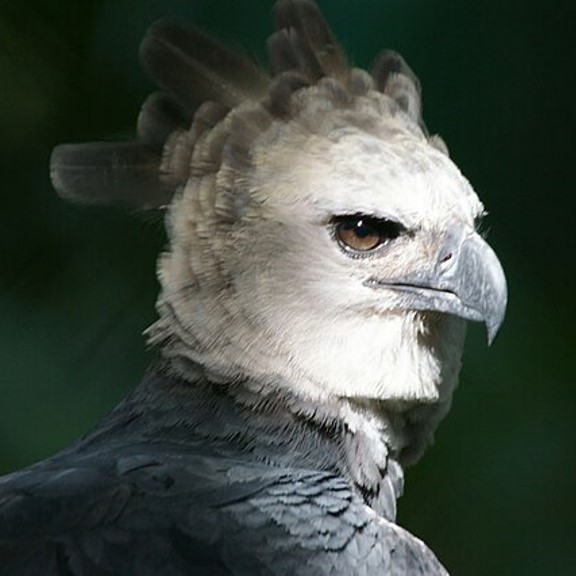 harpy eagle (harpia harpyja) in dense, undisturbed rainforests across its range, where it requires vast expanses of intact forest for hunting, nesting, and raising its young