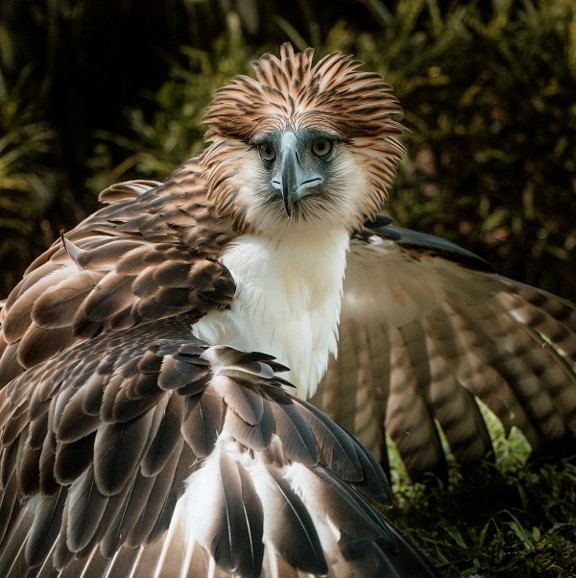 philippine eagle (pithecophaga jefferyi) in primary dipterocarp and mid-montane forests in steep, mountainous regions.