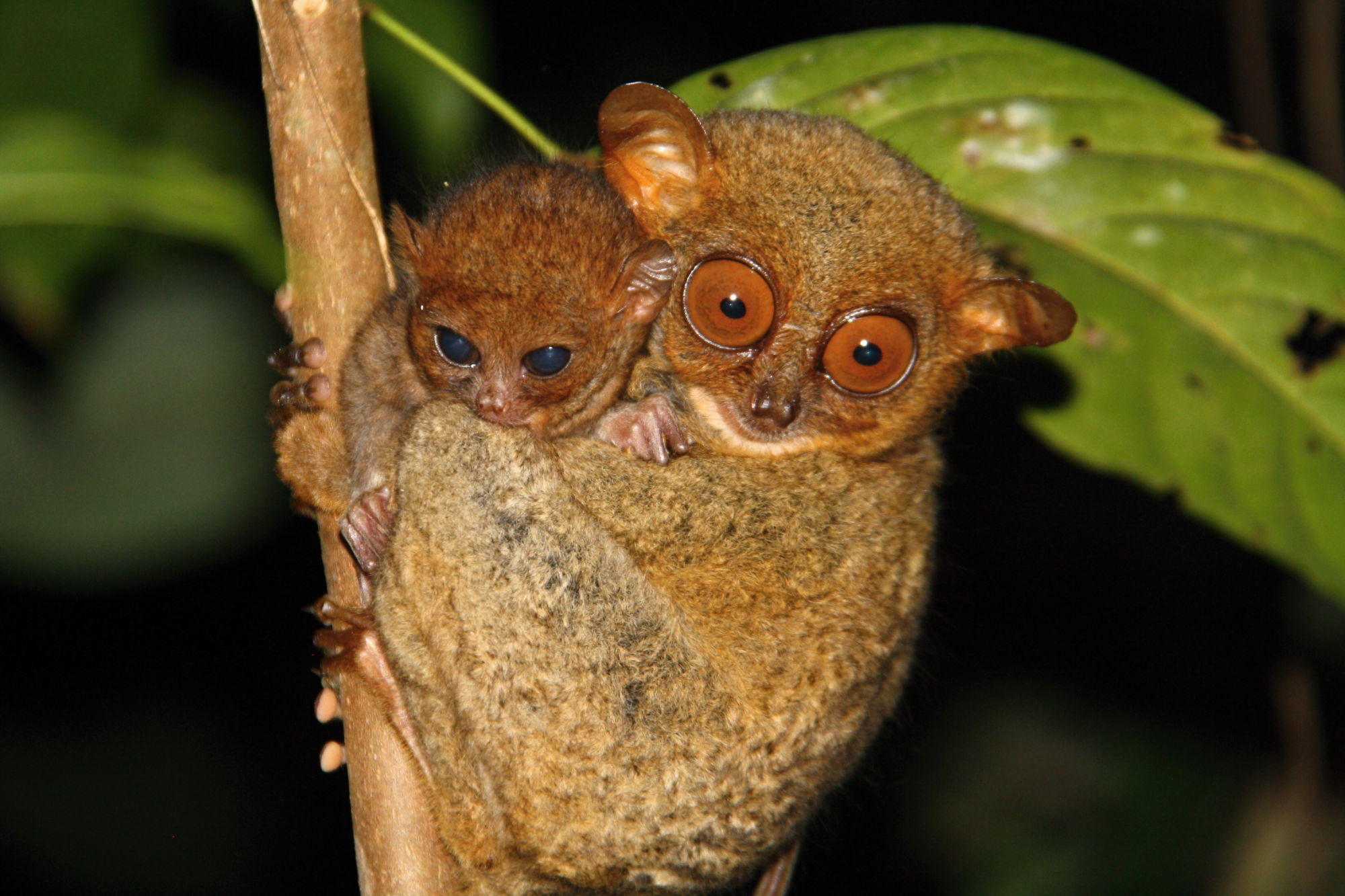 philippine tarsier