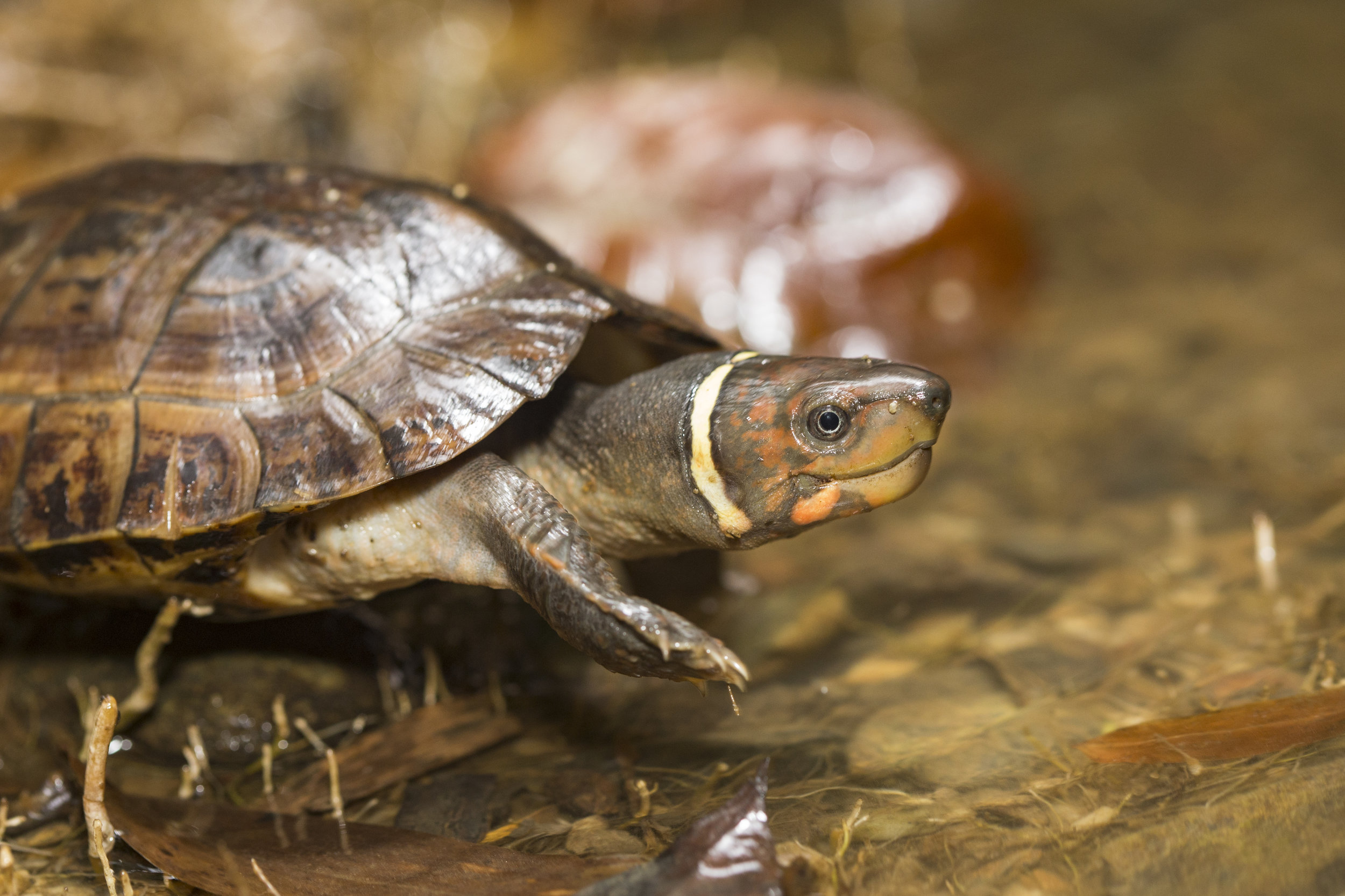 Species Image
