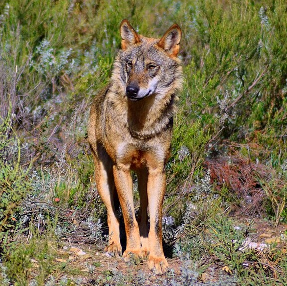 iberian wolf (canis lupus signatus) in  forests, scrublands, and mountainous regions of the Iberian Peninsula