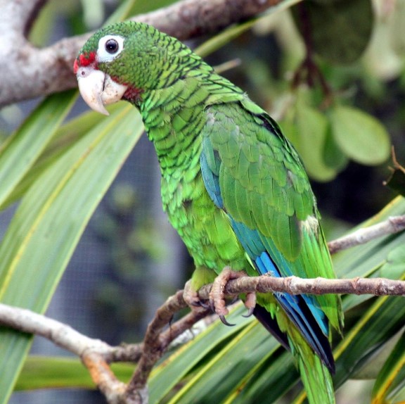 puerto rican amazon (amazona vittata) in montane rainforests of Puerto Rico, primarily in the Caribbean National Forest (El Yunque), Maricao State Forest, and Río Abajo State Forest.