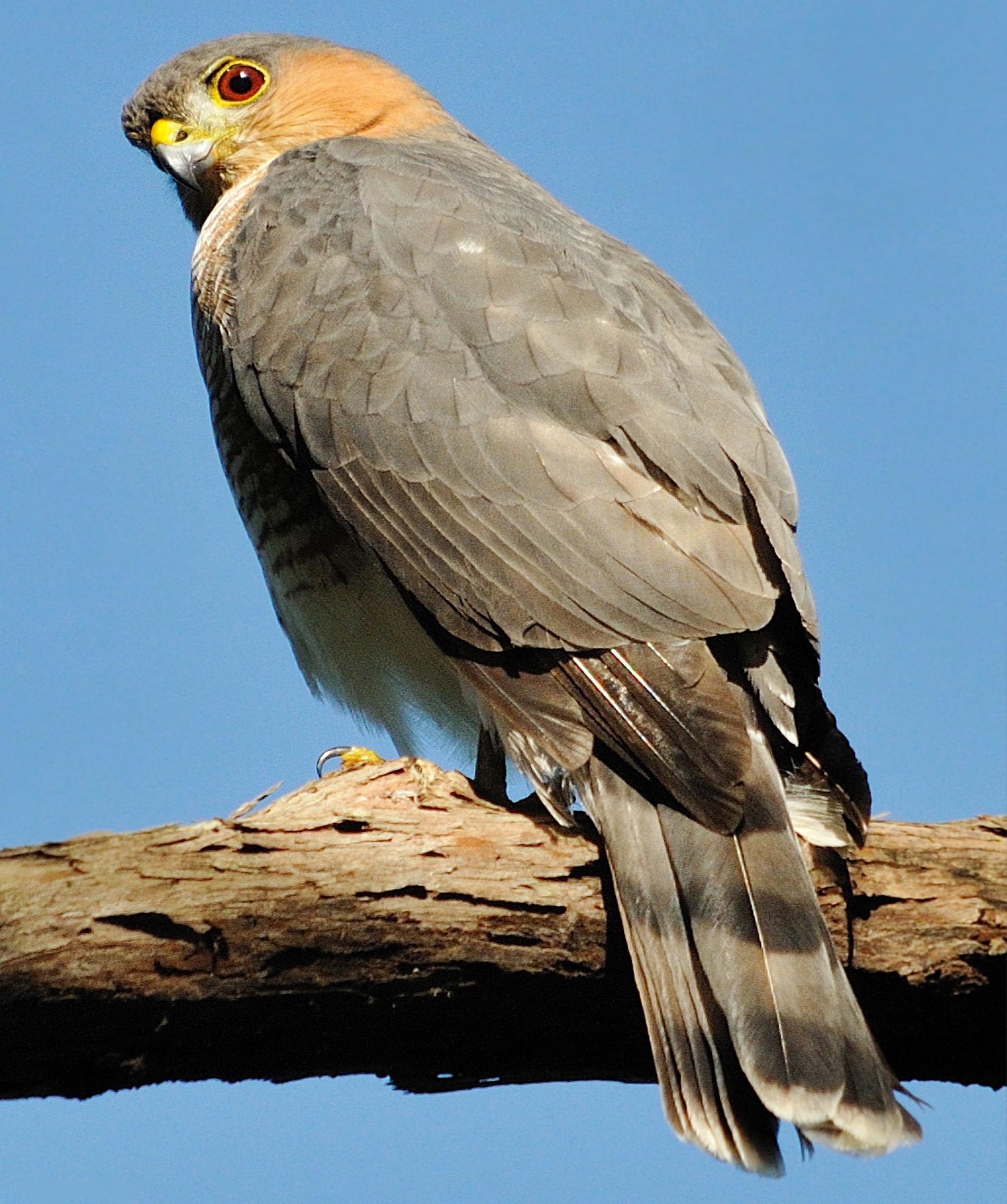 puerto rican sharp-shinned hawk