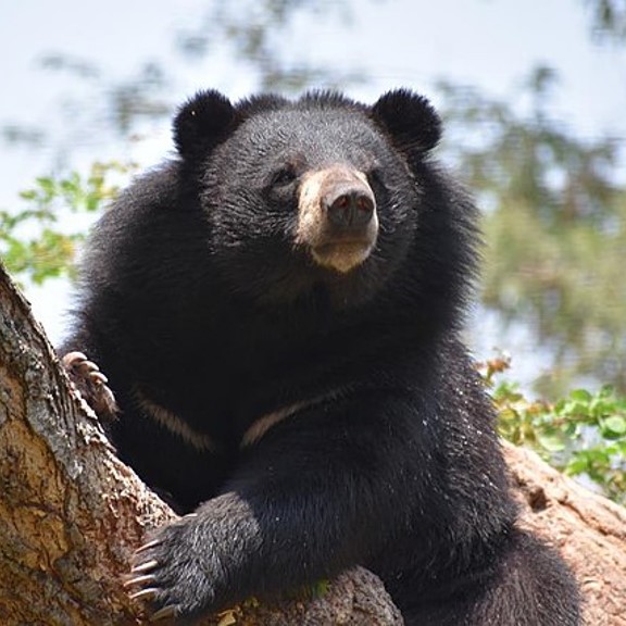asiatic black bear (ursus thibetanus) in Forested habitats, including temperate, subtropical, and tropical forests, as well as mountainous regions.