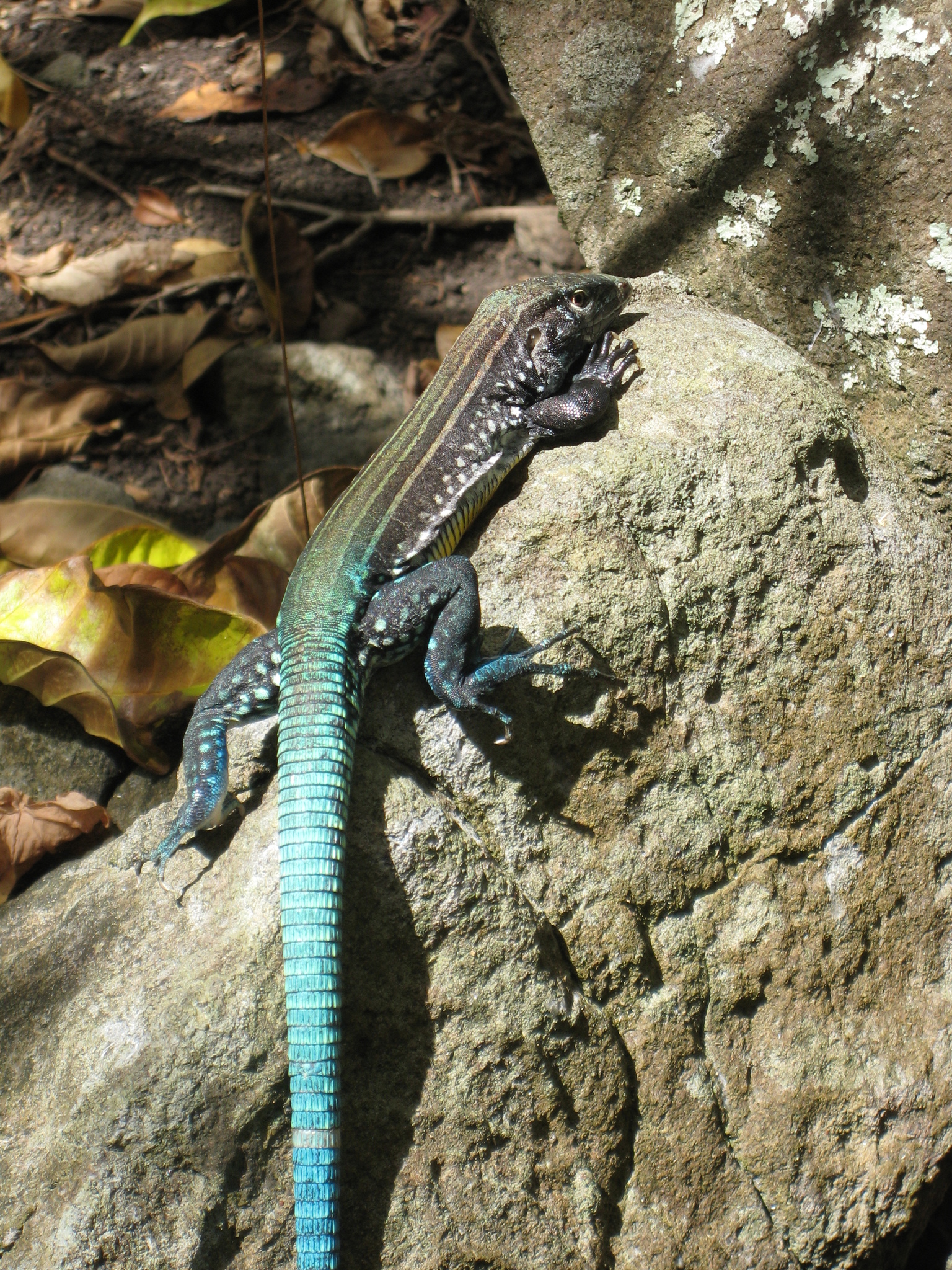 saint lucia whiptail