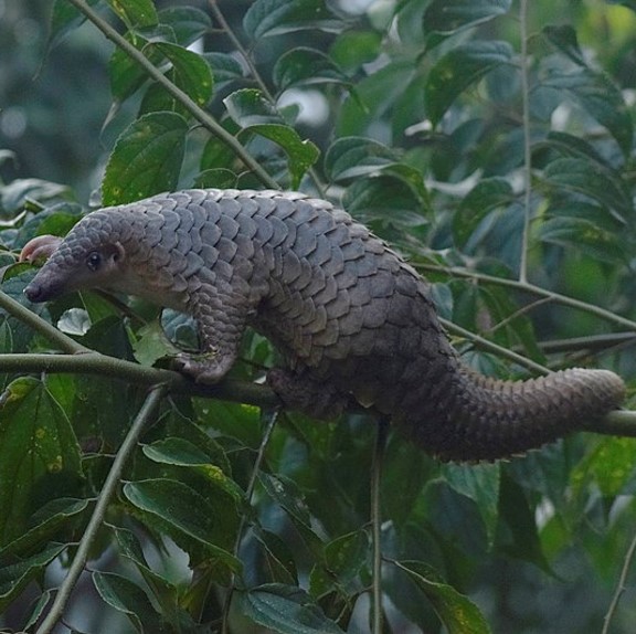 'sunda pangolin (manis javanica) in variety of forested environments, including tropical rainforests, lowland forests, and occasionally secondary forests and plantations