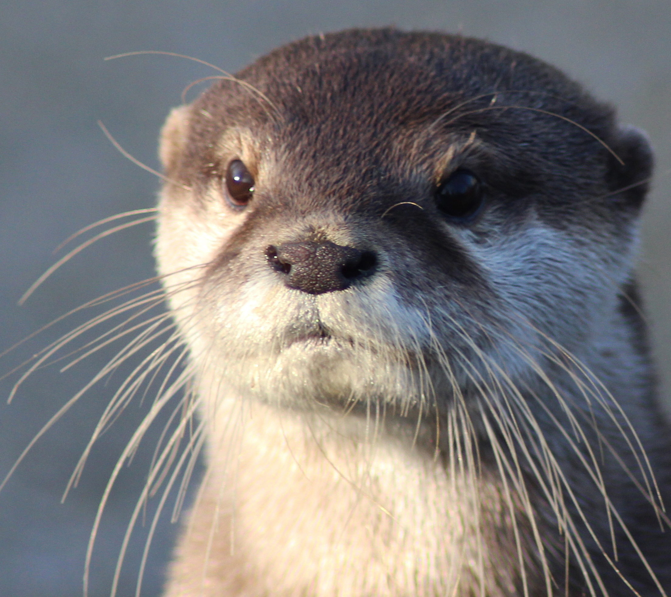 asian small-clawed otter