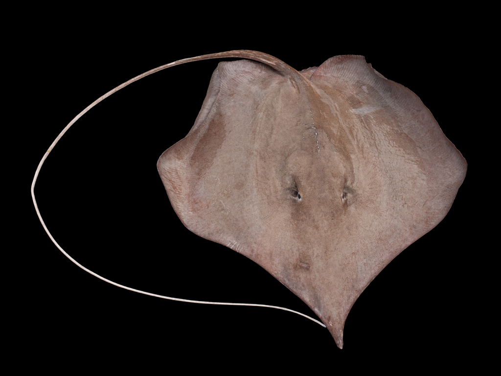 wingfin stingray (fontitrygon geijskesi) in Freshwater rivers with sandy or muddy substrates, preferring slow-moving or stagnant waters
