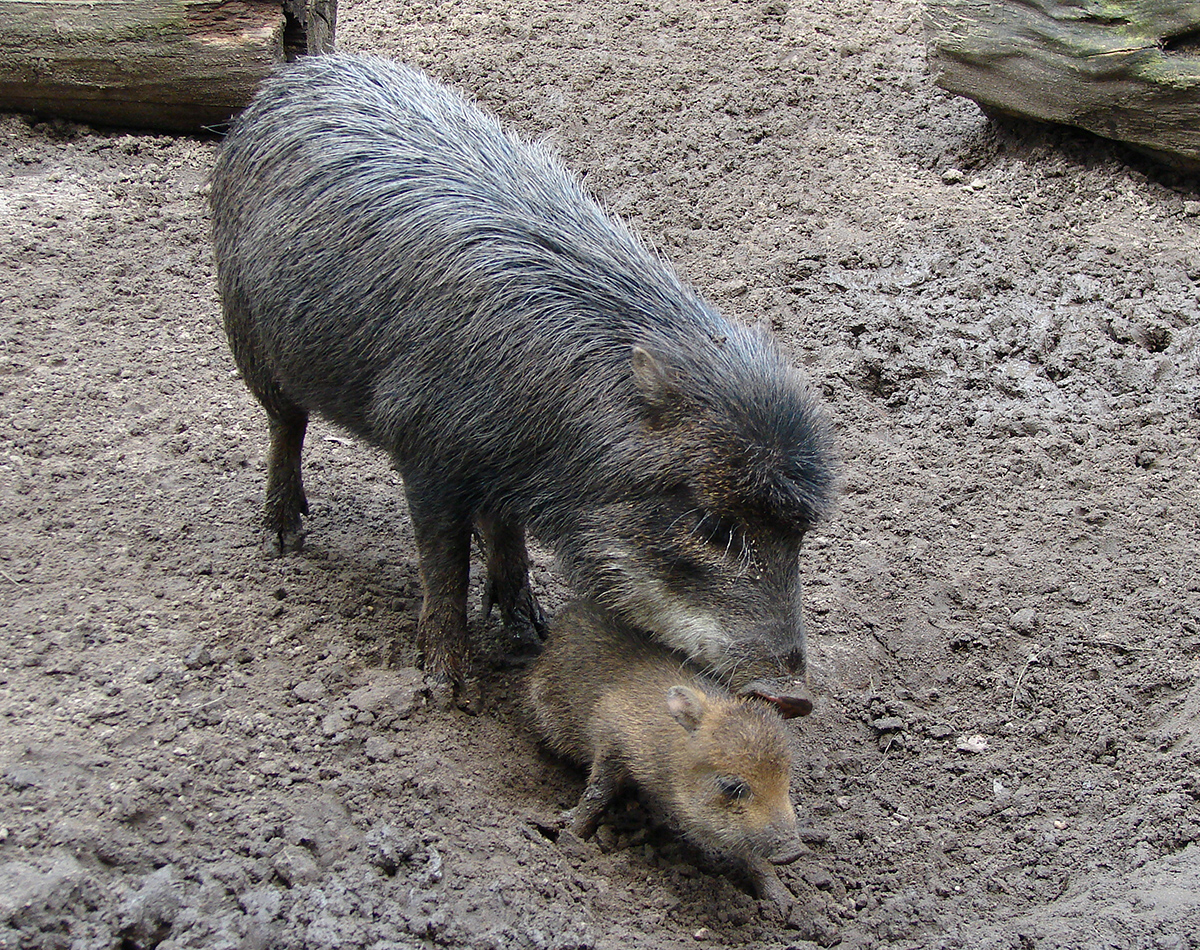 white-lipped peccary (tayassu pecari) in  inhabit a variety of forest habitats, including tropical rainforests, deciduous forests, and montane forests