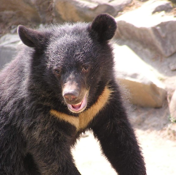 formosan black bear (ursus thibetanus formosanus) in mountainous forests of central and eastern Taiwan, often at elevations between 1,000 and 3,000 meters (3,300 to 9,800 feet)