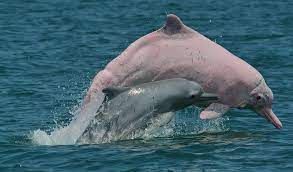 Species Image