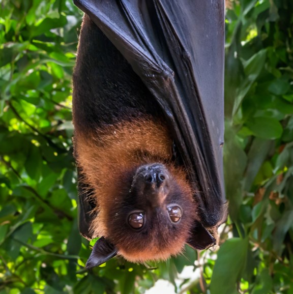 pemba flying fox (pteropus voeltzkowi) in Forested areas, including both primary and secondary forests, as well as mangrove habitats, within the island of Pemba