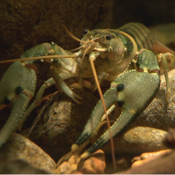 'nashville crayfish (faxonius shoupi) in Clear, fast-flowing sections of Mill Creek, where they prefer rocky substrates with ample cover from rocks and vegetation
