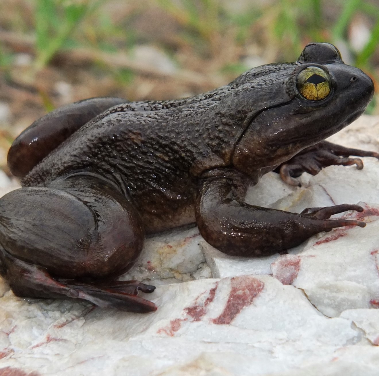 togo slippery frog (conraua deroo) in clear, fast-flowing streams and rivers in montane and submontane forests