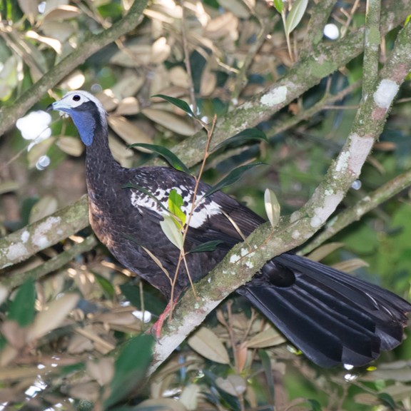 trinidad piping guan (pipile pipile) in Lowland rainforests and montane forests, often near rivers and streams