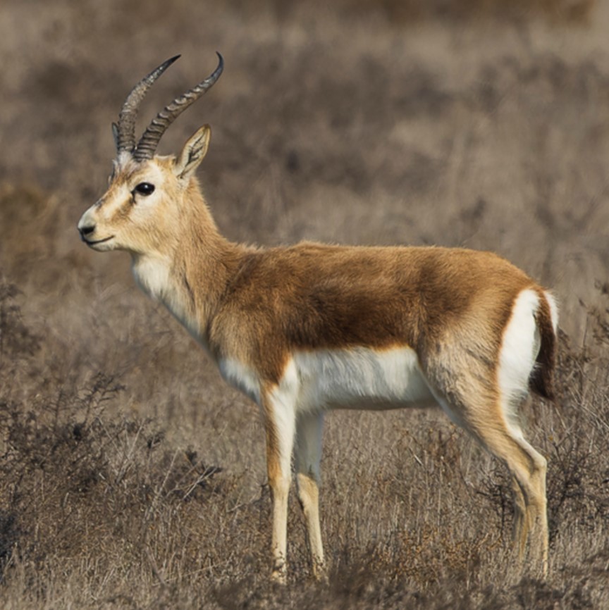 goitered gazelle (gazella subgutturosa) in Arid and semi-arid regions, including deserts, steppes, and sandy plains