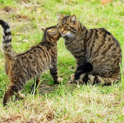 scottish wildcat (felis silvestris silvestris) in Caledonian pine forests, moorlands, and coastal areas, where they rely on dense vegetation cover for hunting and shelter