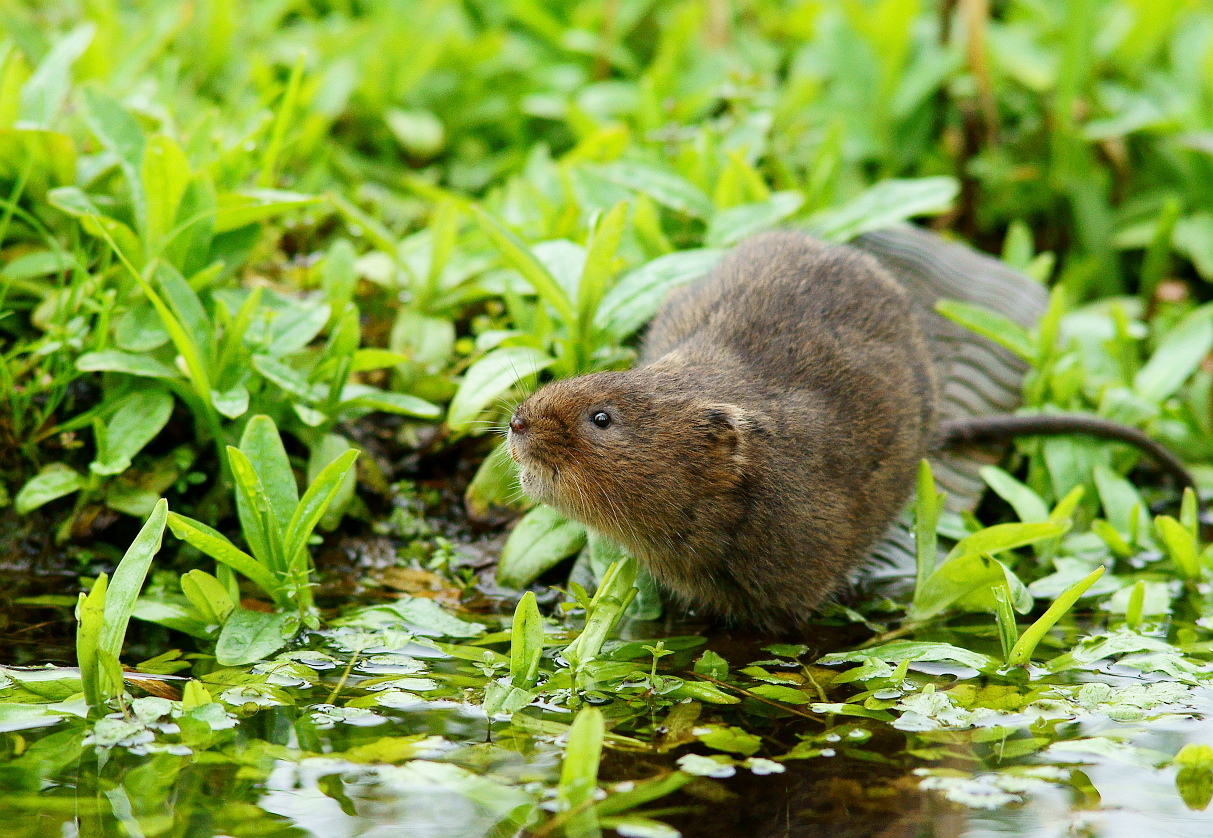 water vole (arvicola amphibius) in freshwater habitats, including rivers, streams, ditches, ponds, and marshes, where they rely on dense vegetation cover for foraging, nesting, and shelter