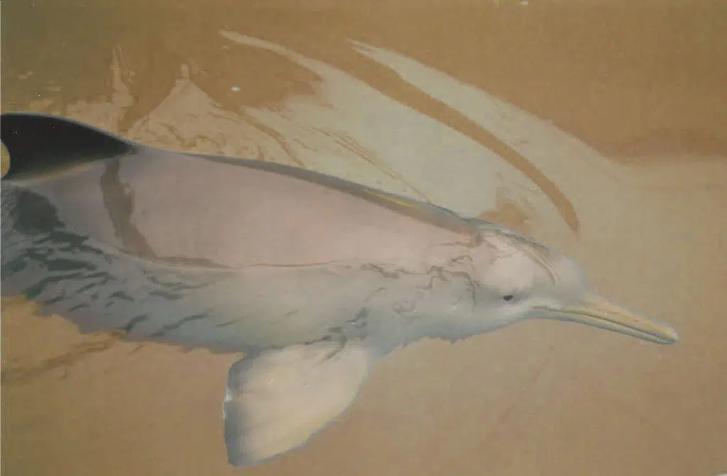 franciscana dolphin