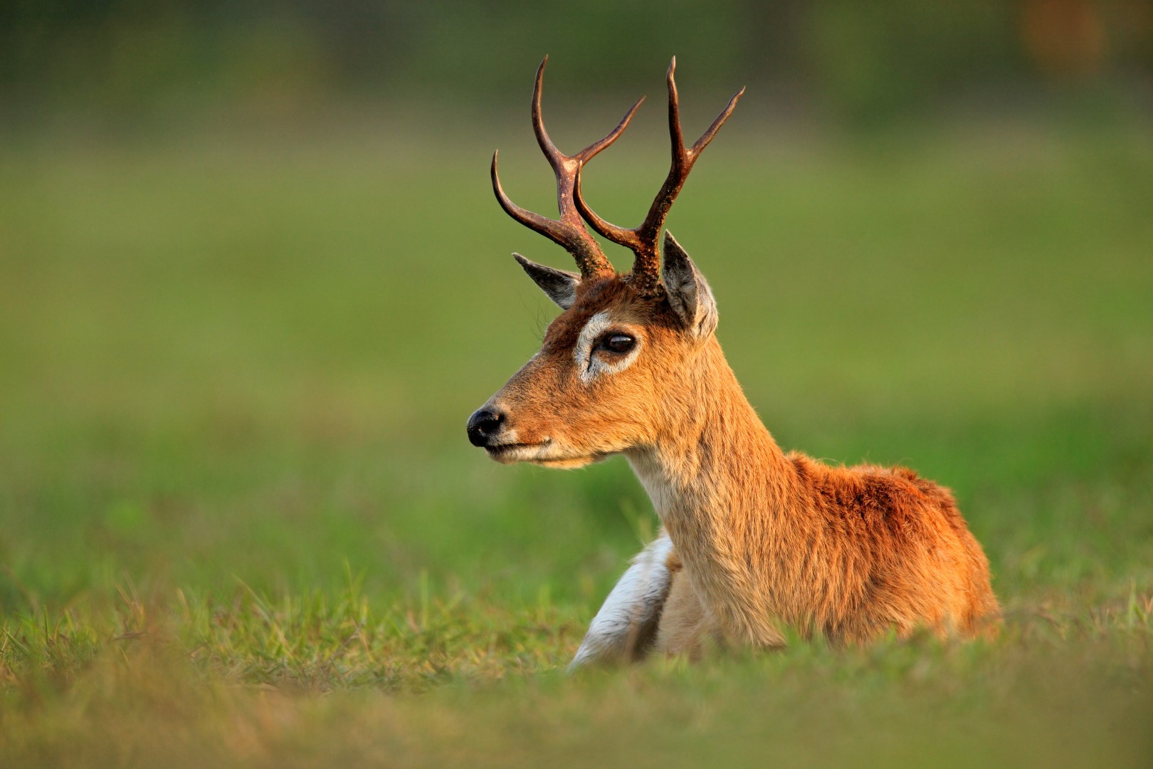 pampas deer