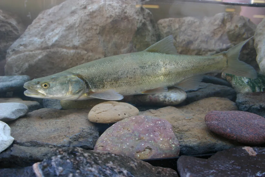 colorado pikeminnow (ptychocheilus lucius) in Medium to large rivers systems
