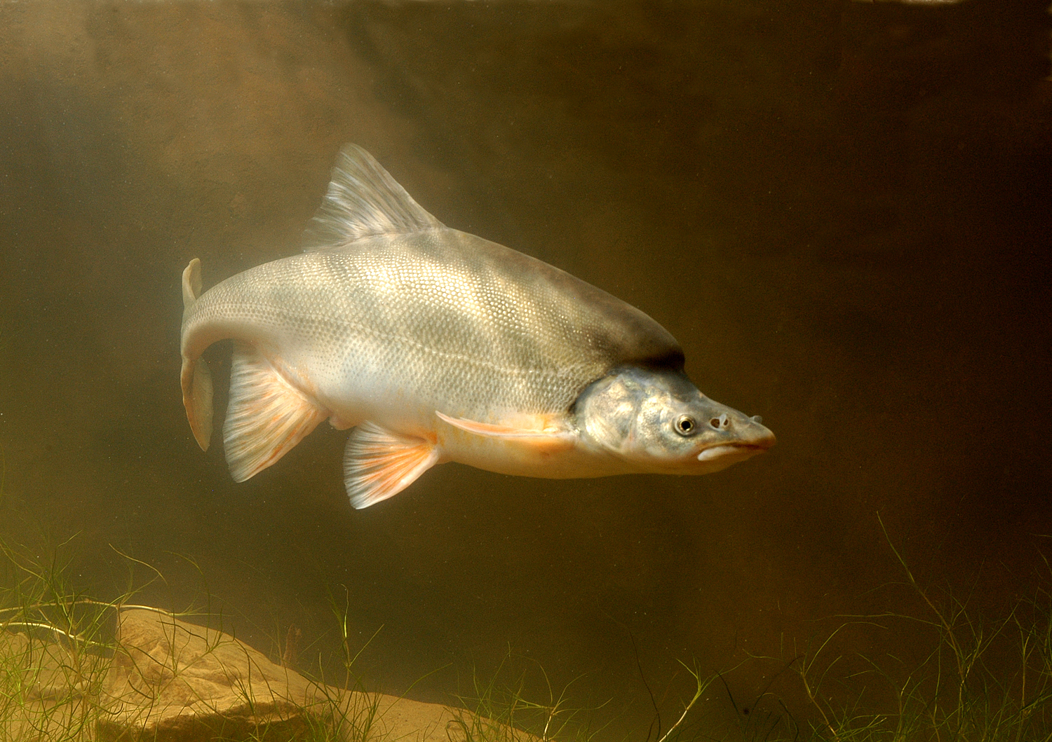 humpback chub (gila cypha) in Deep, swift river channels Colorado River basin