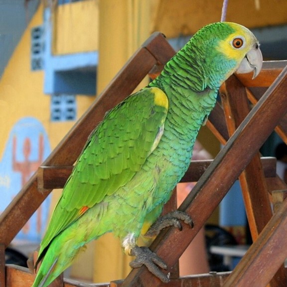 yellow-shouldered amazon (amazona barbadensis) in dry forests, semi-arid scrublands, and mangroves.
