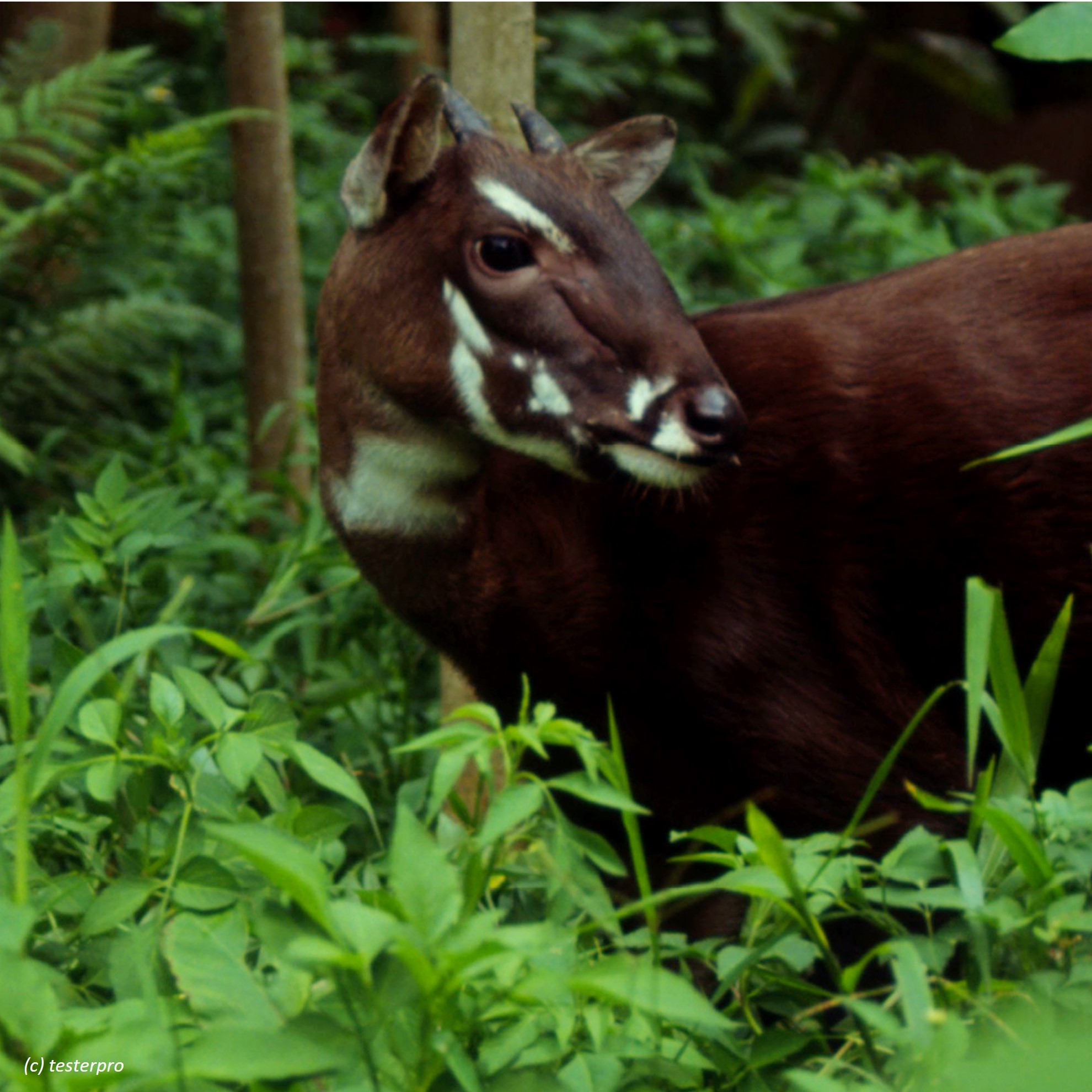 'saola (pseudoryx nghetinhensis) in Evergreen forests in the Annamite Mountains, typically at altitudes between 300 and 1,800 meters (980 to 5,900 feet)