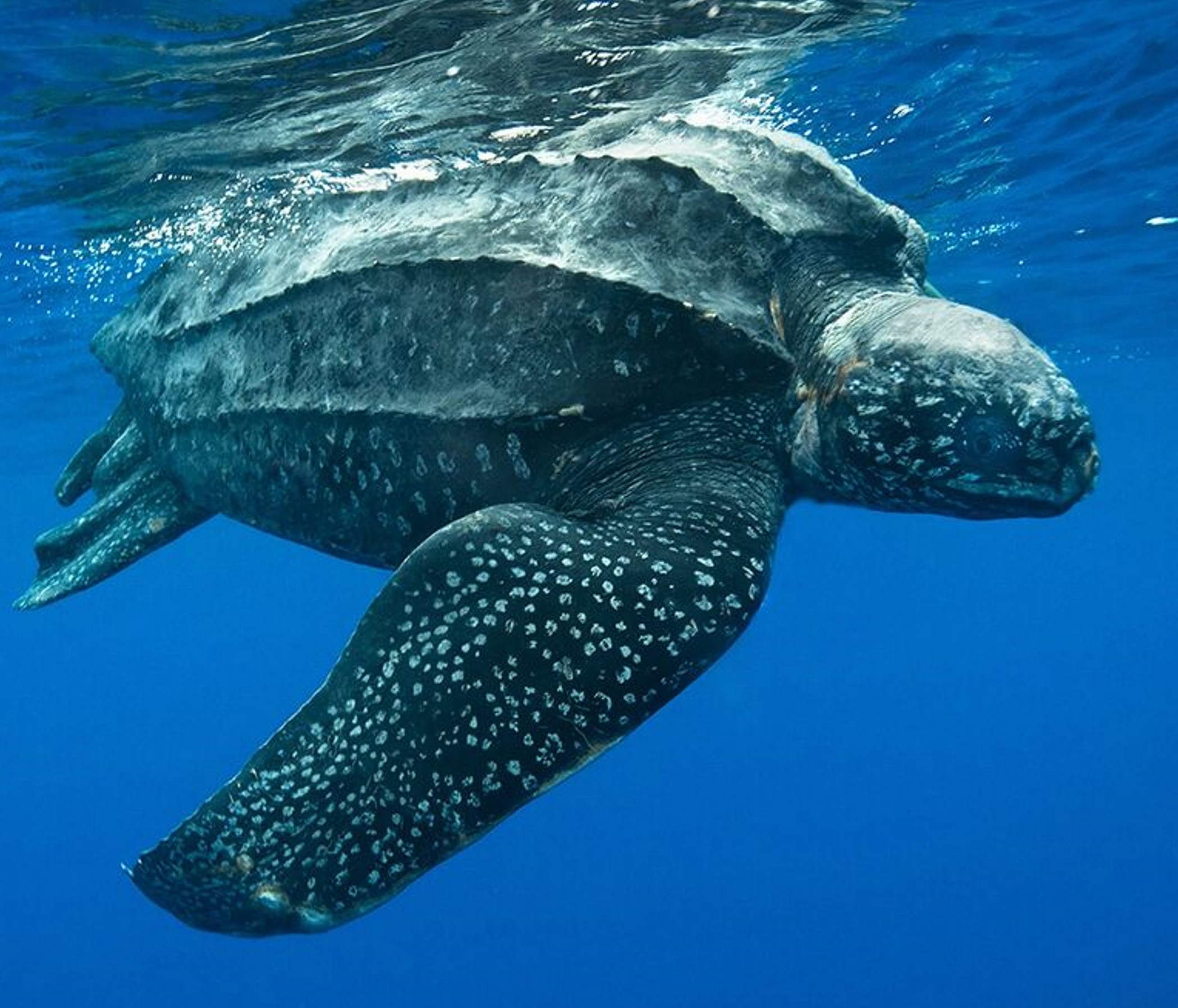 leatherback turtle (dermochelys coriacea) in Tropical and temperate oceans worldwide