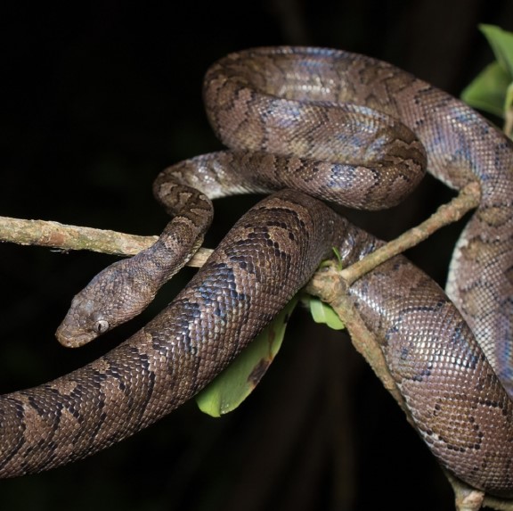 virgin islands boa (chilabothrus granti) in coastal forests, mangroves, and rocky hillsides