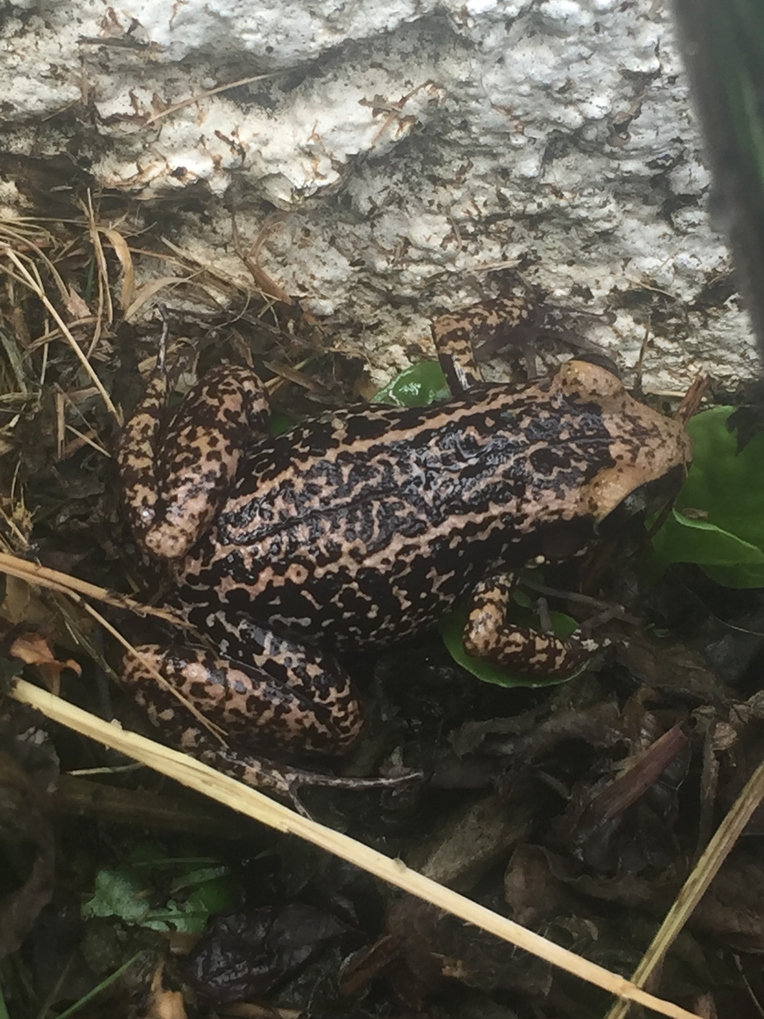 yellow mottled coqui