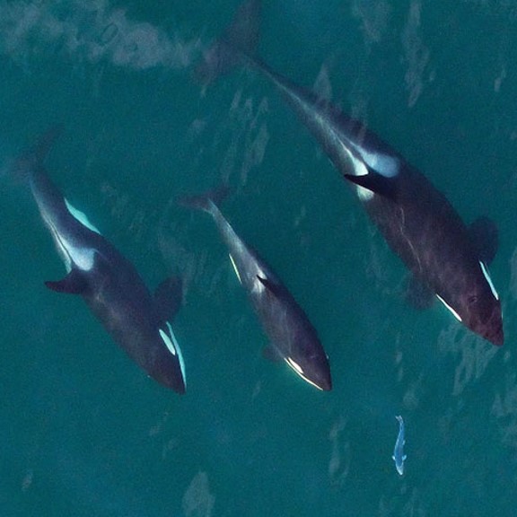 'southern resident killer whale (orcinus orca) in coastal waters of the northeastern Pacific Ocean. They are often seen in the waters of the Salish Sea, including Puget Sound and the Strait of Georgia.