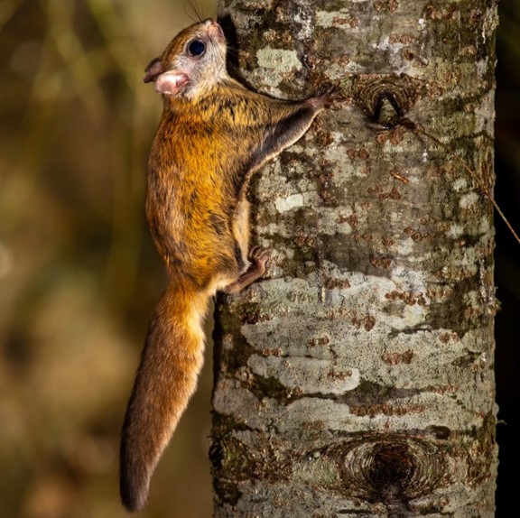 virginia northern flying squirrel (glaucomys sabrinus fuscus) in High-elevation forests dominated by spruce and fir trees in the central Appalachian Mountains.