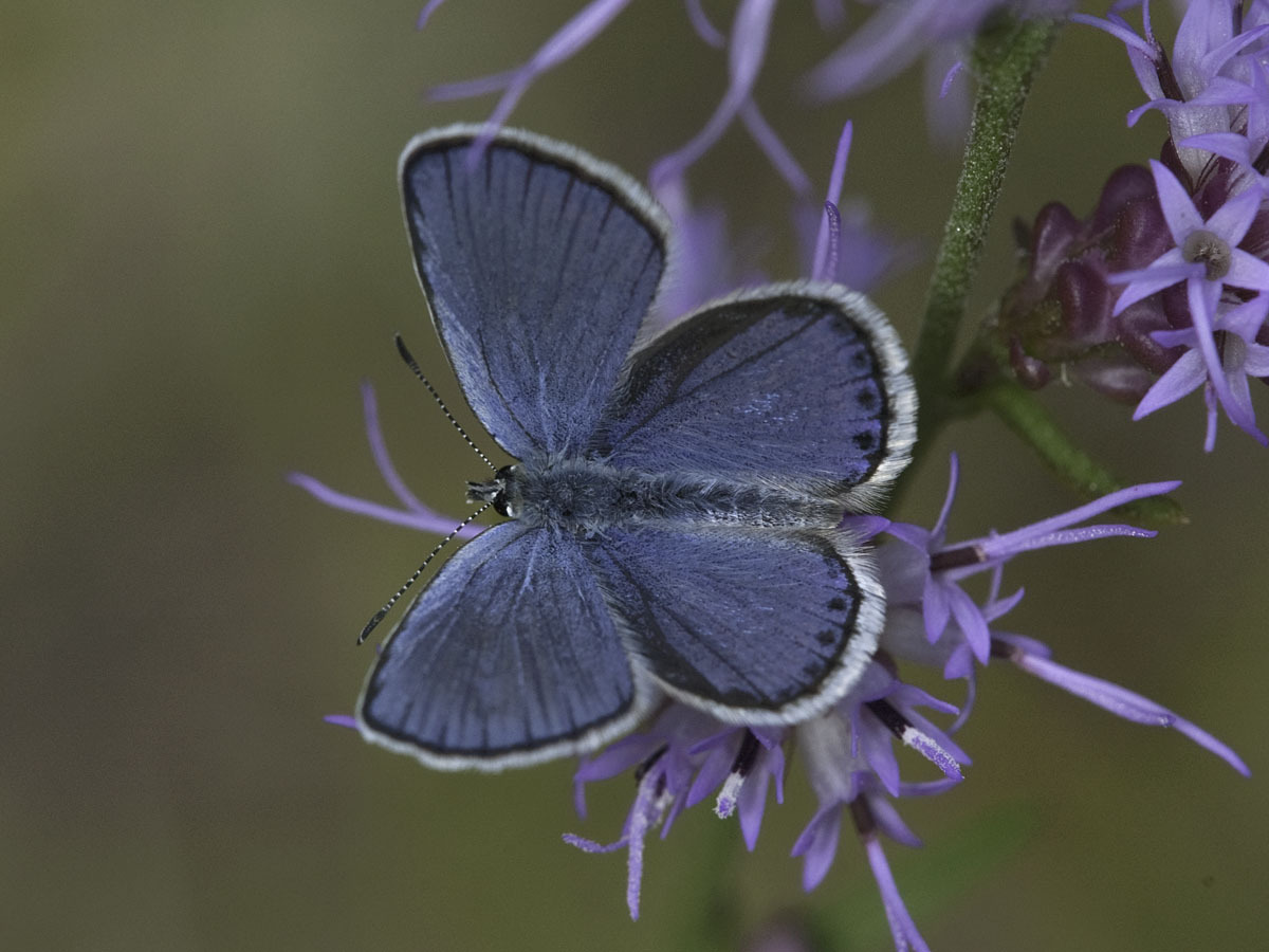 karner blue butterfly