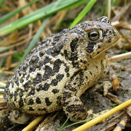 wyoming toad (anaxyrus baxteri) in  shortgrass prairies and wetlands